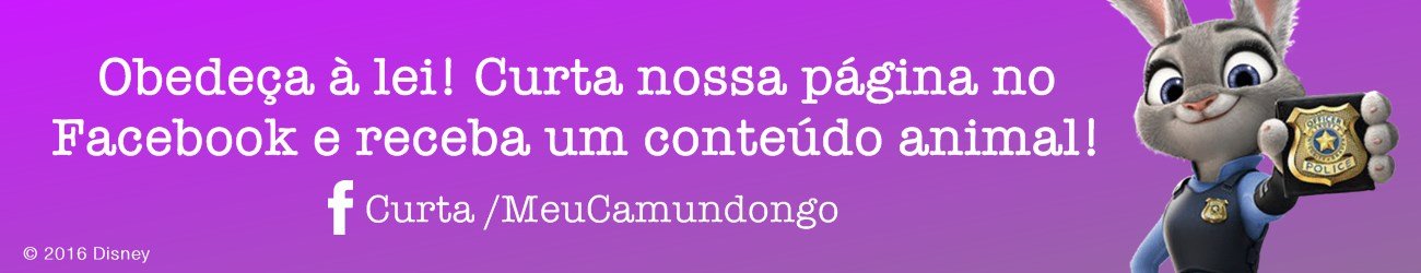 novas-redes-camundongo-002